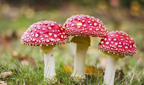 17c吃瓜网黑料蘑菇视频,蘑菇视频背后的惊人黑料