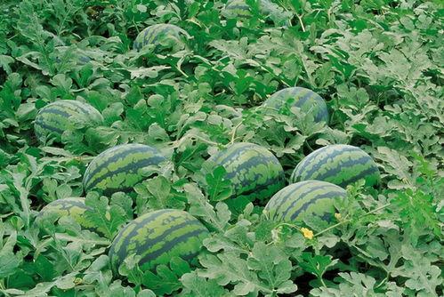 锡盟网红吃瓜群微信