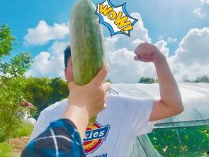 各种吃瓜网红视频,跟随镜头探秘热门视频背后的故事