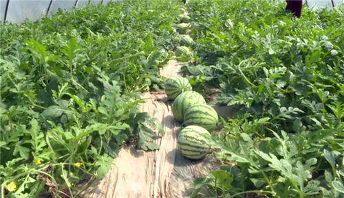 网红事件吃瓜最新进展图片,最新进展图解揭秘