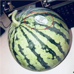 阳江网红吃瓜,揭秘幕后故事与热门话题