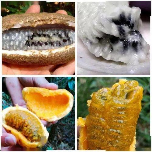 网红野果八月瓜怎么吃的