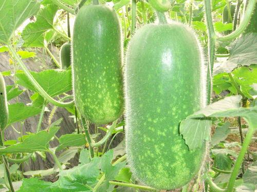 吃瓜15w网红,从素人崛起至网络红人的蜕变之路