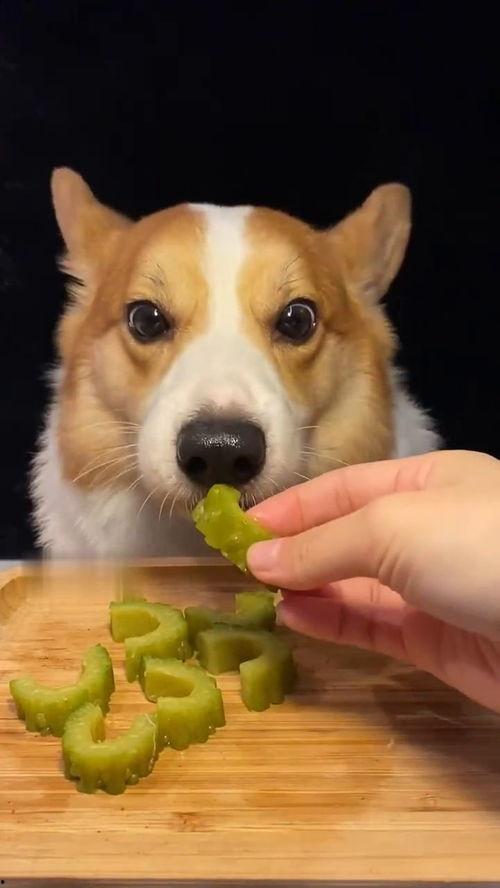 网红狗哥吃瓜是真的吗,真相揭秘