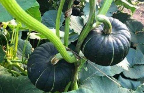 网红小视频吃瓜图片,揭秘娱乐圈幕后真相