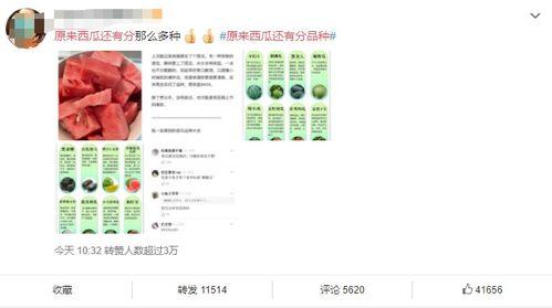 数字网站吃瓜网,数字时代下的网络娱乐风向标